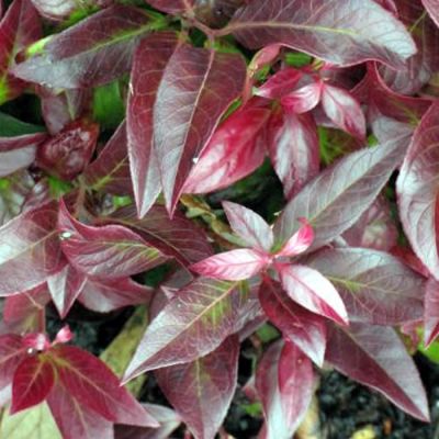 Leucothoe 'Zeblid' (15L pot)