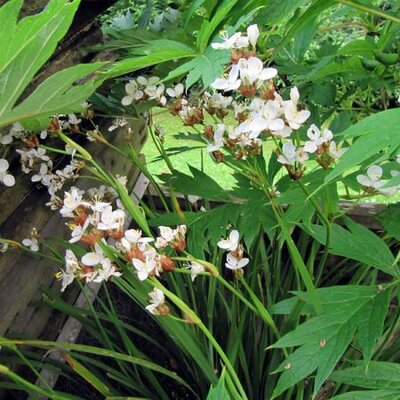 Libertia 'Grandiflora' - Photo by Leonora (Ellie) Enking (CC BY-SA 2.0)