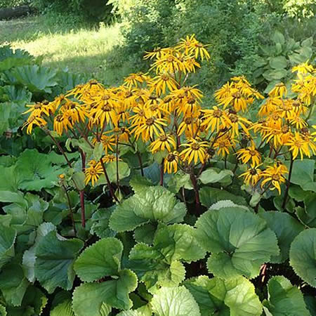 Ligularia 'Othello' - Photo by Krzysztof Ziarnek, Kenraiz (CC BY-SA 4.0)