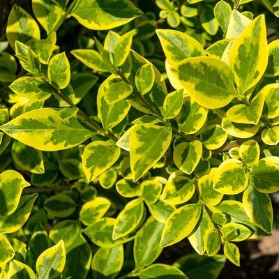 Ligustrum Oval Aureum (3L pot) - Ardcarne Garden Centre | Roscommon & Boyle