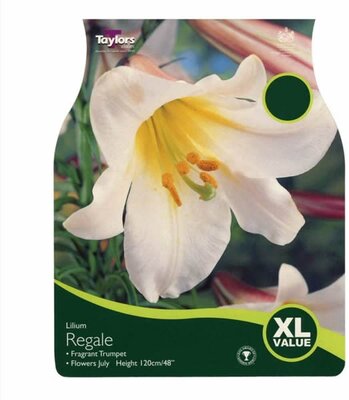 Lilium Regale -Image courtesy of Taylors Bulbs