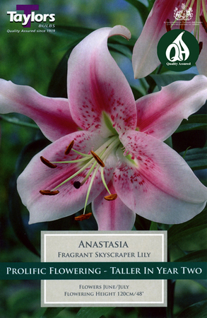 Lily Anastasia - Image courtesy of Taylors Bulbs