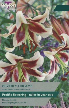 Lily 'Beverly Dreams' (2 bulbs)