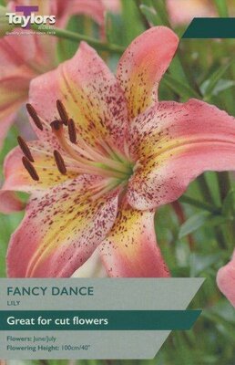 Lily 'Fancy Dance' (2 bulbs)