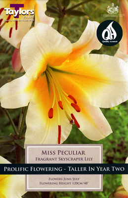 Lily Miss Peculiar - Image courtesy of Taylors Bulbs