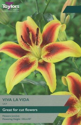 Lily 'Viva La Vida' (2 bulbs)