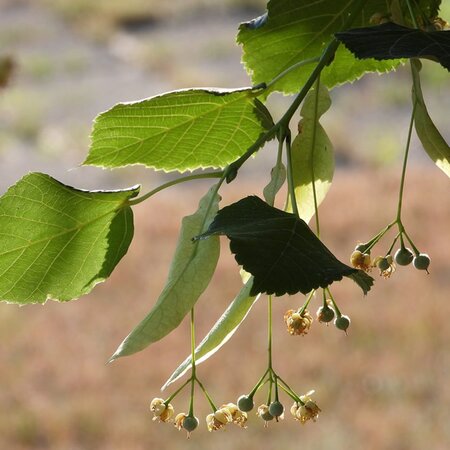 Lime Tree (Tilia platyphyllos) 60-80cm Bare Root