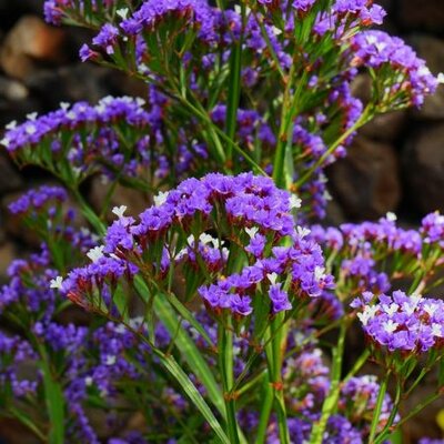 Limonium 'Salt Lake' - Image by Hans Braxmeier from Pixabay 