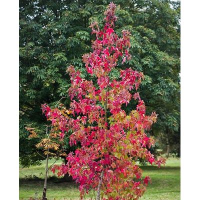 Liquidambar 'Slender Silhouette' (10L pot)