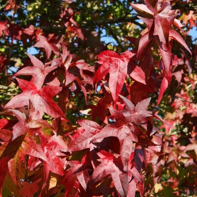 Liquidambar 'Lane Roberts' - Public Domain Image under fair use