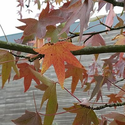 Liquidamber 'Worplesdon' - Photo by Ch.Brame (CC BY-SA 4.0)