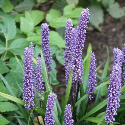 Liriope Muscari 'Big Blue' (2L pot)