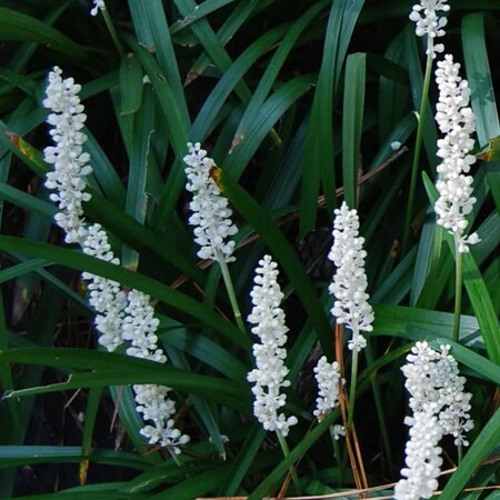 Liriope Muscari 'Monroe White' (2L pot)