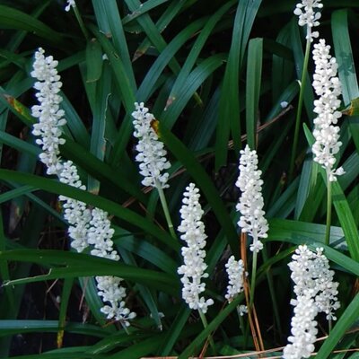 Liriope Muscari 'Monroe White' (2L pot)