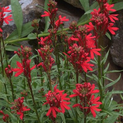 Lobelia 'Starship Scarlet' - Photo by John Rusk (CC BY-SA 2.0)