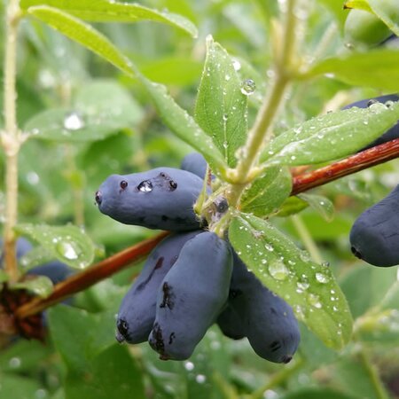 Lonicera caerulea - Photo by karen_hine (CC0)