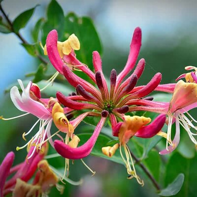 Lonicera "Goldflame" - Image courtesy of piqsels (CC0)