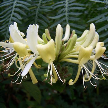 Lonicera 'Graham Thomas' (3L pot)