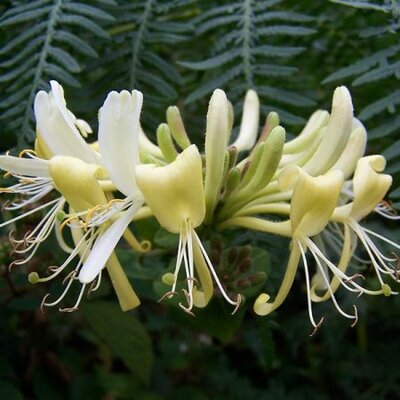 Lonicera 'Graham Thomas' (3L pot)