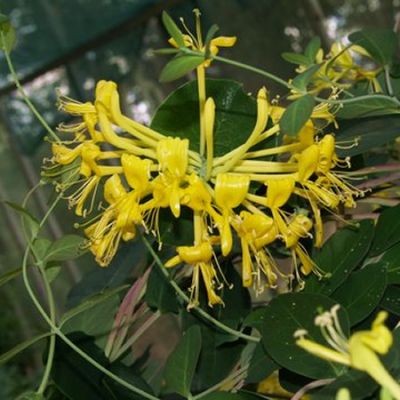 Lonicera tragophylla - Photo by Karl Nickless (CC BY-SA 2.0)