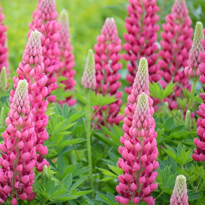 Lupin 'Lupinova Cutie' - Image by Frauke Riether from Pixabay