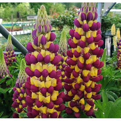 Lupin Westcountry