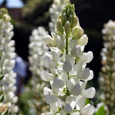 Lupinus “Polar Princess” - Image by Rob Leake from Pixabay