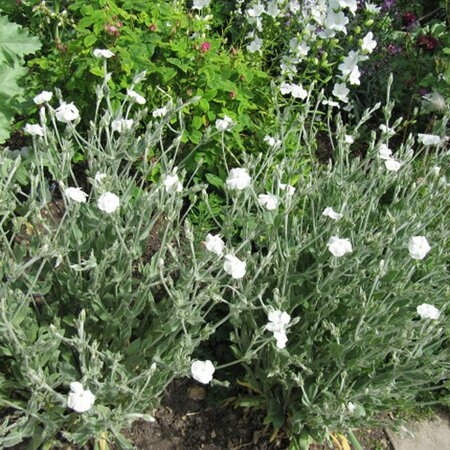 Lychnis 'Alba' (3L pot) - Ardcarne Garden Centre | Roscommon & Boyle