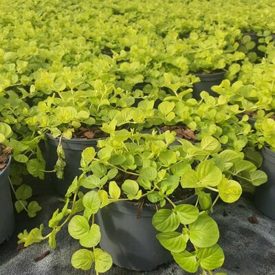 Lysimachia 'Goldilocks' - Image License