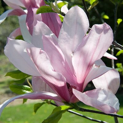 Magnolia 'Galaxy' - Photo by David J. Stang (CC BY-SA 4.0)