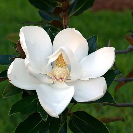 Magnolia 'Kay Parris' - Image by Francesco Vignati from Pixabay 