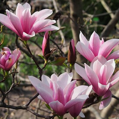 Magnolia 'Heaven Scent' - Photo by Agnieszka Kwiecień, Nova (CC BY-SA 4.0)