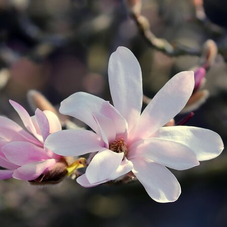 Magnolia 'Raspberry Fun' (5L pot)