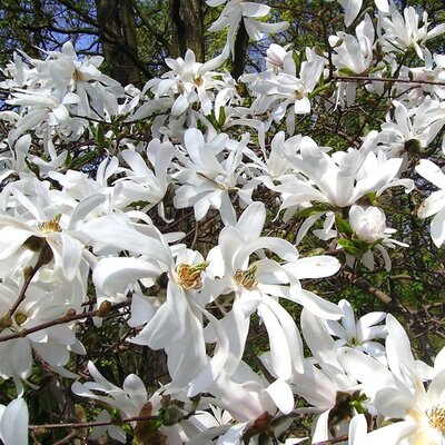 Magnolia stellata - Image by Mopsgesicht from Pixabay