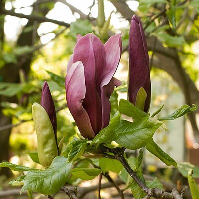 Magnolia 'Black Beauty' (3L pot)