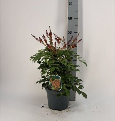 Mahonia 'Cabaret' - Image courtesy of Pannebakker