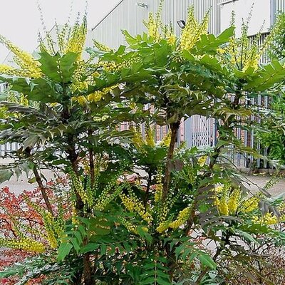 Mahonia 'Winter Sun' - Photo by amandabhslater (CC BY-SA 2.0)