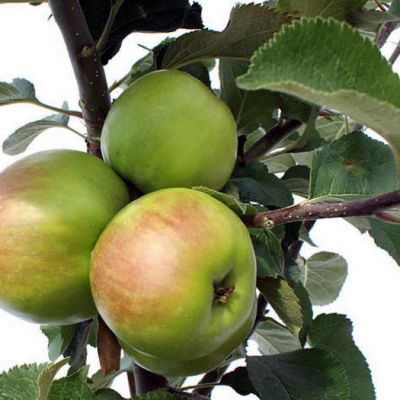 Malus 'Bramley's Seedling' (2 yr Bare Root)