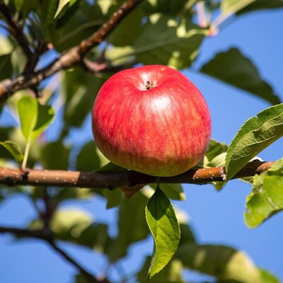 Malus 'Idared' - Image by minka2507 from Pixabay