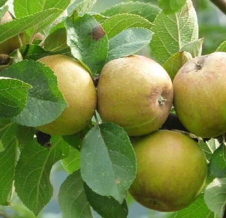 Malus Dom. 'Egremont Russet' (2yr Bareroot)