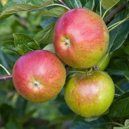 Malus Dom. 'Fiesta' (2yr Bareroot)