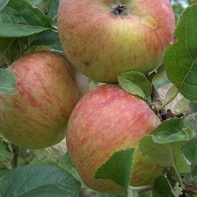 Malus Dom. 'Howgate Wonder' (2yr Bareroot)