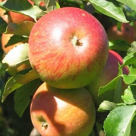 Malus Dom. 'Lord Lambourne' (2yr Bareroot)