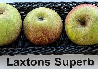 Malus 'Laxtons Superb'