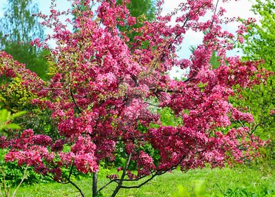 Malus 'Royal Beauty' Std - Photo by dzintraregina (CC BY-ND 3.0)