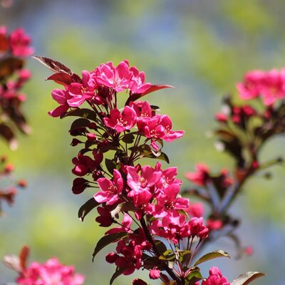 Malus 'Scarlett' - Image by Dominik Rheinheimer from Pixabay