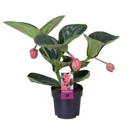 Medinilla 'Lambada' (14cm pot)