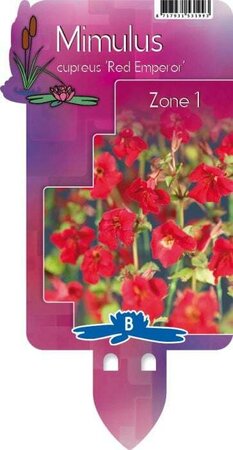 Mimulus cup. 'Roter Kaiser' (9cm pot) - image 2