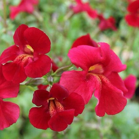 Mimulus cup. 'Roter Kaiser' - Public domain iage