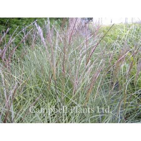 Miscanthus 'Ferner Osten' - Image courtesy of Campbells Plants